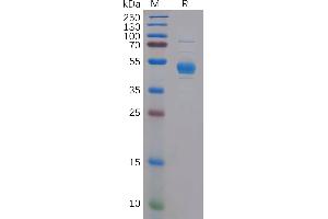 CLEC2D Protein (Fc Tag)