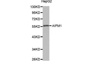 Western Blotting (WB) image for anti-Apoptosis-Inducing Factor, Mitochondrion-Associated, 1 (AIFM1) antibody (ABIN1678609) (AIF anticorps)