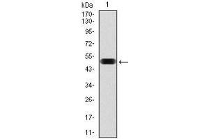 Western Blotting (WB) image for anti-Eukaryotic Translation Initiation Factor 4B (EIF4B) antibody (ABIN969517)
