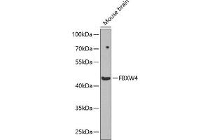 Western blot analysis of extracts of mouse brain, using FBXW4 antibody (ABIN6131633, ABIN6140531, ABIN6140532 and ABIN6224171) at 1:1000 dilution. (FBXW4 anticorps  (AA 143-412))