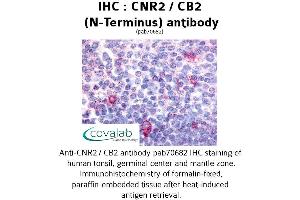 Image no. 1 for anti-Cannabinoid Receptor 2 (CNR2) (Extracellular Domain), (N-Term) antibody (ABIN1733182) (CNR2 anticorps  (Extracellular Domain, N-Term))