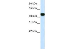 Western Blotting (WB) image for anti-Small Nuclear RNA Activating Complex, Polypeptide 1, 43kDa (SNAPC1) antibody (ABIN2463842) (SNAPC1 anticorps)