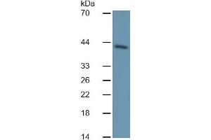 Western Blotting (WB) image for TNF Receptor Superfamily, Member 6 (FAS) ELISA Kit (ABIN6730941)