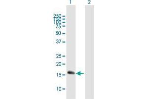 Western Blot analysis of CEBPG expression in transfected 293T cell line by CEBPG MaxPab polyclonal antibody. (CEBPG anticorps  (AA 1-150))