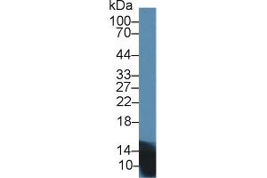 Western Blot; Sample: Mouse Pancreas lysate; Primary Ab: 1µg/ml Rabbit Anti-Rat INS Antibody Second Ab: 0. (Insulin anticorps  (AA 25-110))