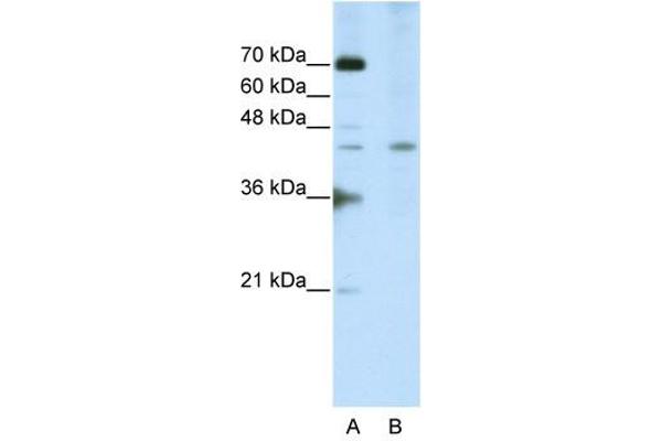 SURF6 anticorps  (Middle Region)