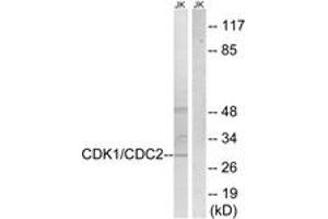 Western Blotting (WB) image for anti-Cyclin-Dependent Kinase 2 (CDK2) (AA 1-50) antibody (ABIN2888654) (CDK2 anticorps  (AA 1-50))
