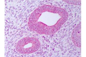 Anti-PDIA3 / ERp57 antibody IHC of human uterus, endometrium. (PDIA3 anticorps)