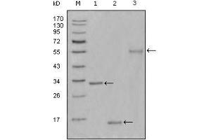Western Blot showing Ki67 antibody used against truncated Trx-Ki67 recombinant protein (1),truncated Ki67 (aa3118-3256)-His recombinant protein (2) and truncated Ki67 (aa3118-3256)-hIgGFc transfected CHO-K1 cell lysate (3). (Ki-67 anticorps  (AA 3118-3256))