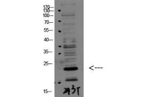 Western Blot (WB) analysis of 293T using Bax Polyclonal Antibody diluted at 1:1000. (BAX anticorps  (N-Term))