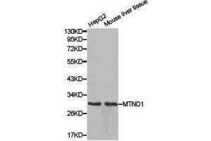 Western Blotting (WB) image for anti-Mitochondrially Encoded NADH Dehydrogenase 1 (MT-ND1) antibody (ABIN1873774) (MT-ND1 anticorps)