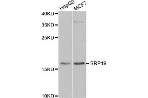 Western blot analysis of extracts of various cell lines, using SRP19 antibody (ABIN5974084) at 1/1000 dilution. (SRP19 anticorps)