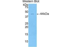 Western Blotting (WB) image for anti-Lipocalin 15 (LCN15) (AA 26-170) antibody (ABIN1859629) (LCN15 anticorps  (AA 26-170))