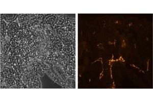 Image no. 1 for anti-Lymphatic Vessel Endothelial Hyaluronan Receptor 1 (LYVE1) antibody (ABIN475631) (LYVE1 anticorps)