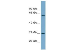 BATF2 antibody used at 0. (BATF2 anticorps  (N-Term))