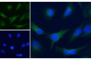 Immunofluorescence (IF) image for anti-Glyceraldehyde-3-Phosphate Dehydrogenase (GAPDH) (C-Term) antibody (ABIN185240)