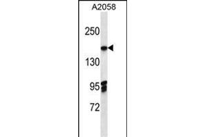 EIF3A Antibody (C-term) (ABIN656879 and ABIN2846079) western blot analysis in  cell line lysates (35 μg/lane). (EIF3A anticorps  (C-Term))