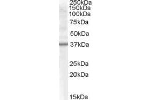 Western Blotting (WB) image for anti-Renalase, FAD-Dependent Amine Oxidase (RNLS) (AA 134-147) antibody (ABIN290149) (RNLS anticorps  (AA 134-147))