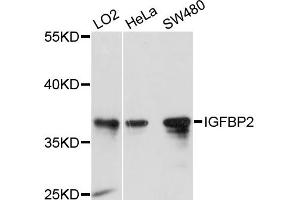 Western blot analysis of extracts of various cell lines, using IGFBP2 antibody (ABIN5970156) at 1/1000 dilution. (IGFBP2 anticorps)