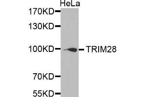 Western Blotting (WB) image for anti-Tripartite Motif Containing 28 (TRIM28) (AA 576-835) antibody (ABIN6219466) (KAP1 anticorps  (AA 576-835))
