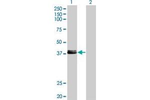 Western Blot analysis of CREB1 expression in transfected 293T cell line by CREB1 monoclonal antibody (M08), clone 2B2. (CREB1 anticorps  (AA 14-101))