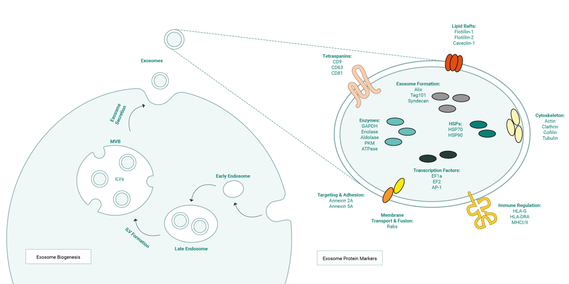biogenèse des exosomes et marqueurs protéiques