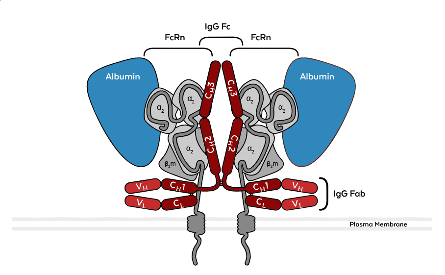 Albumin and IgG binding to FcRn-β2m - antibodies-online.com